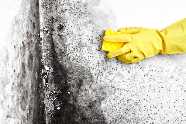 Best Emergency Mold Removal  in Washington Court House, OH