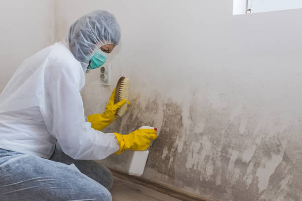 Best Home Mold Removal  in Washington Court House, OH