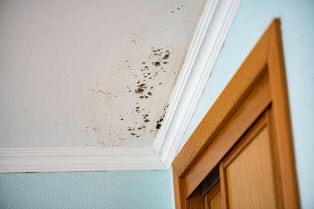 Best Professional Mold Removal  in Washington Court House, OH