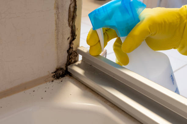 Best Certified Mold Removal  in Washington Court House, OH