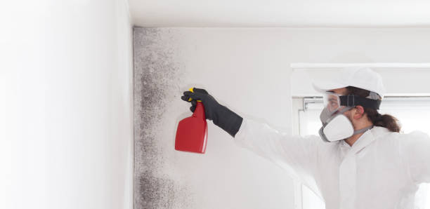 Office Mold Removal Services in Washington Court House, OH