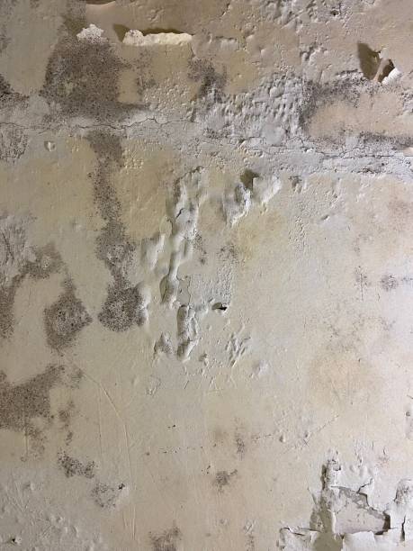 Best Mold Damage Repair  in Washington Court House, OH